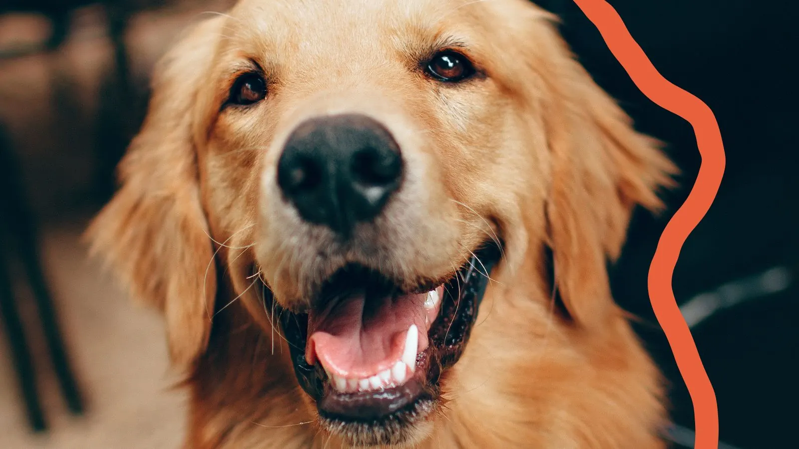 Zdrowy, uśmiechnięty golden retriever.