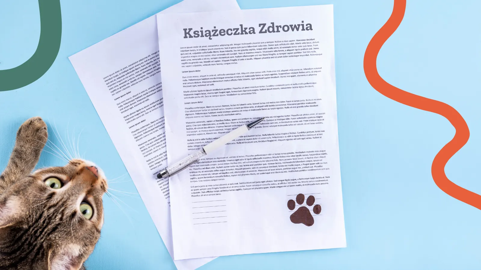Papierowa książeczka zdrowia obok leżącego kota.