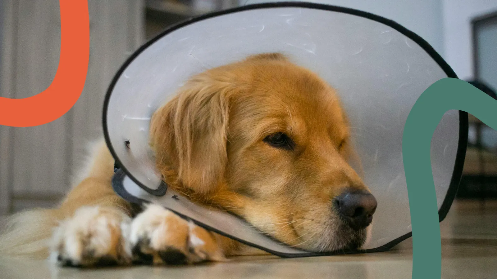 Golden retriever w kołnierzu ochronnym leży z głową na podłodze.